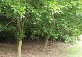 Vacant Madison Ave lots, Brownsville, 15417, ,Farm-acreage-lot,For Sale,None,Madison Ave lots,1614274
