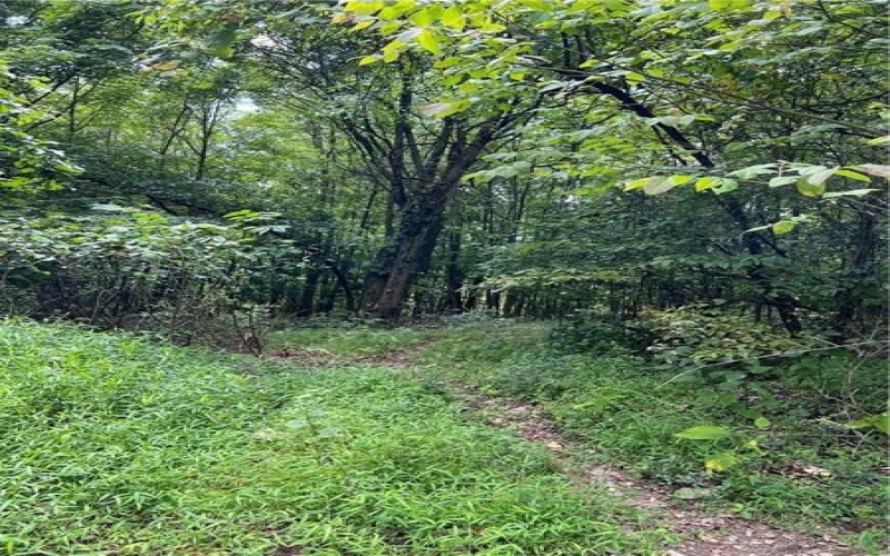 0 Chasake Trail, Apollo, 15613, ,Farm-acreage-lot,For Sale,Chasake Trail,1668133