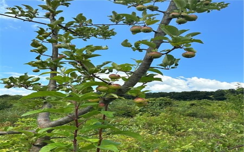 0 Matson Rd, Ligonier, 15658, ,Farm-acreage-lot,For Sale,none,Matson Rd,1668793