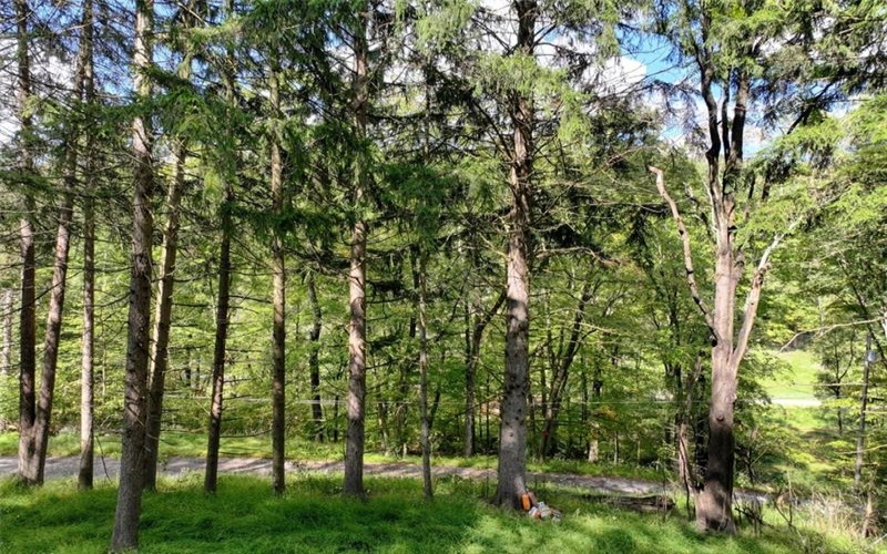 2127 Mallard Ln, Export, 15632, ,Farm-acreage-lot,For Sale,Mallard Ln,1672973