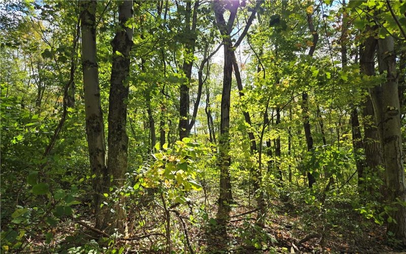 000 Lot 24 Dally Road, Long Branch, 15423, ,Farm-acreage-lot,For Sale,None,Dally Road,1675219