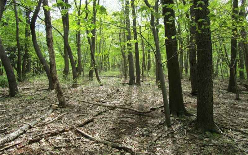 221 Malvina Ln, Latrobe, 15650, ,Farm-acreage-lot,For Sale,None,Malvina Ln,1678747