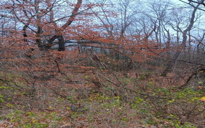 00 Route 217, Derry, 15627, ,Farm-acreage-lot,For Sale,Route 217,1680060