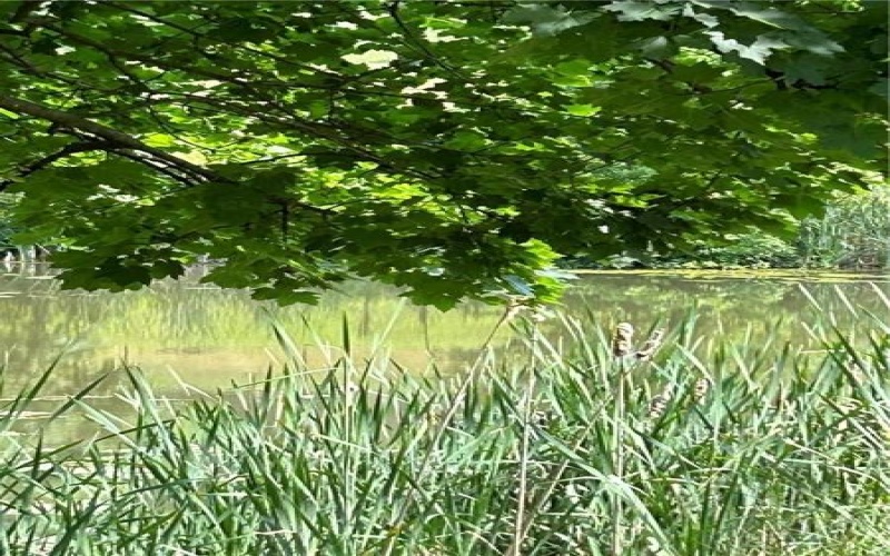 0 Sassafra, 15301, 15301, ,Farm-acreage-lot,For Sale,Sassafra,1680614