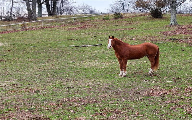 846 Ada Ln, Greensburg, 15601, ,0.1 BathroomBathrooms,Farm-acreage-lot,For Sale,Stable,Ada Ln,1680932
