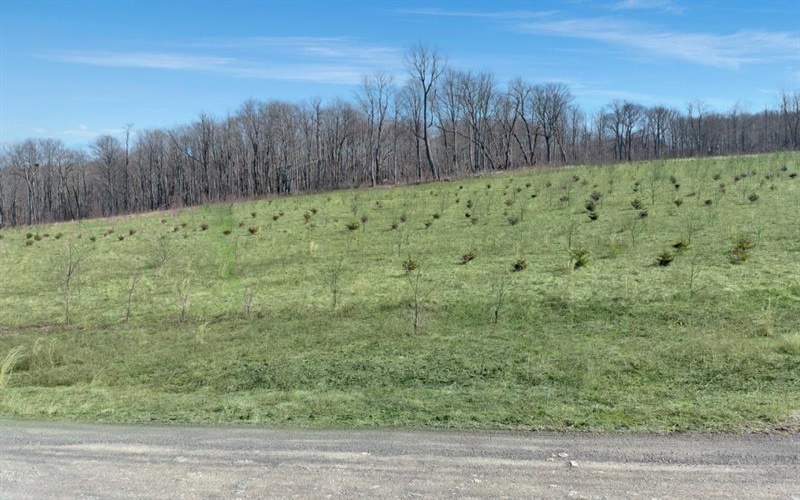 0 Fallen Timber Rd, Hooversville, 15936, ,Farm-acreage-lot,For Sale,Fallen Timber Rd,1681743