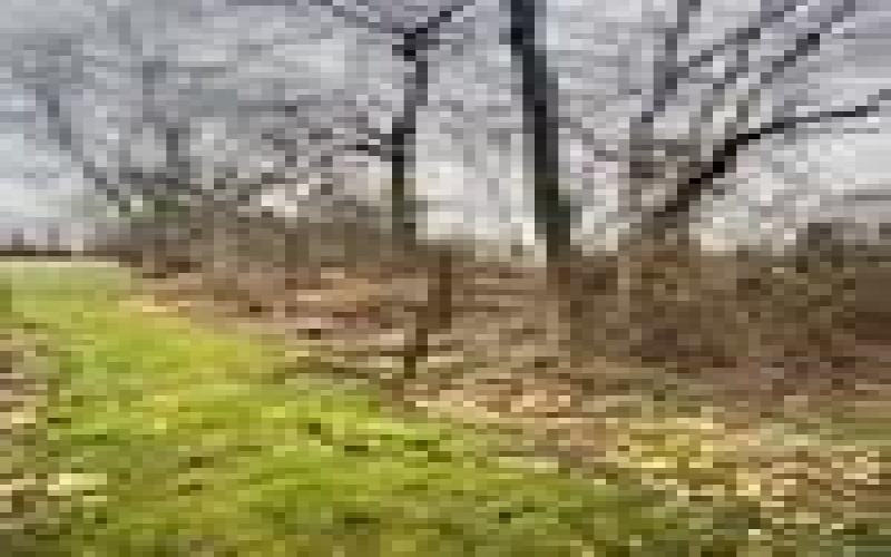 Lot #42 Fern St, 15611, 15611, ,Farm-acreage-lot,For Sale,Fern St,1686682