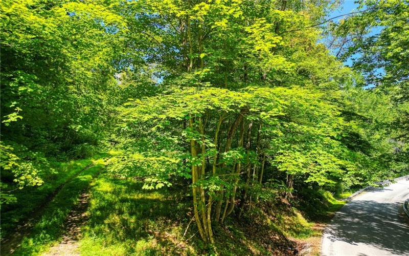 0 Loyalhanna Dam Rd, Saltsburg, 15681, ,Farm-acreage-lot,For Sale,Loyalhanna Dam Rd,1663989