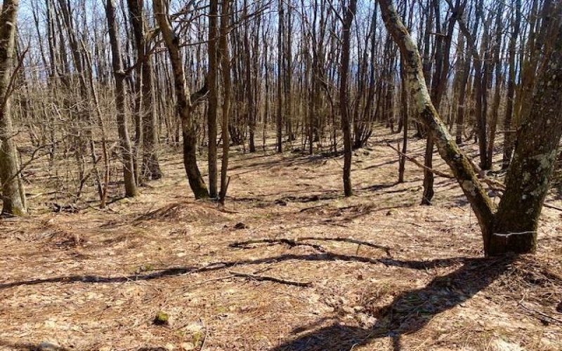 414 Shawnee, Central City, 15926, ,Farm-acreage-lot,For Sale,Shawnee,1691910