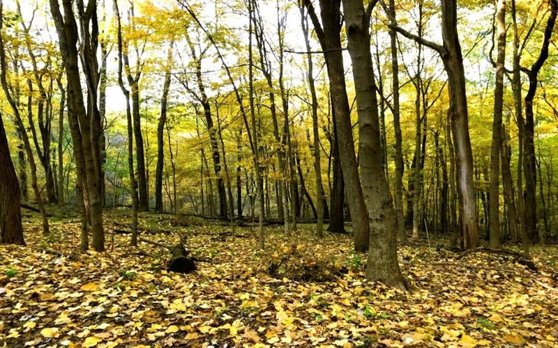 107 Sienna Trl, Venetia, 15367, ,Farm-acreage-lot,For Sale,Sienna Trl,1692435