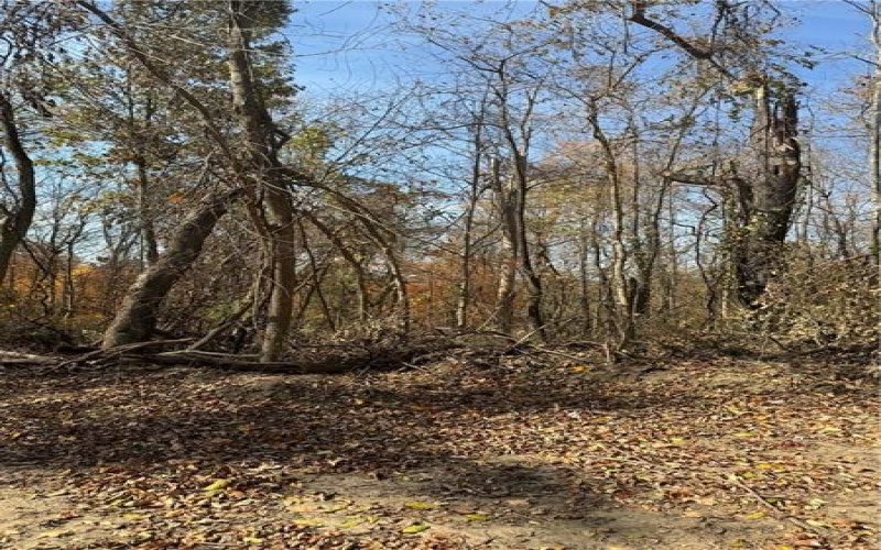 0 Fallen Timber Road, Avella, 15312, ,Farm-acreage-lot,For Sale,Fallen Timber Road,1694744