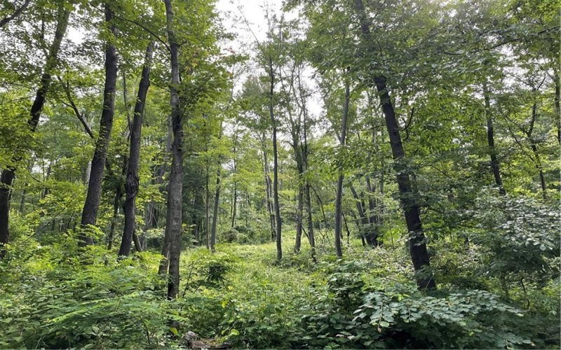 Lot 1 Cranberry Rd, Confluence, 15424, ,Farm-acreage-lot,For Sale,Cranberry Rd,1695038