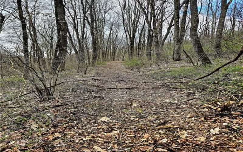 100 Jersey Hollow Rd, Confluence, 15424, ,Farm-acreage-lot,For Sale,None,Jersey Hollow Rd,1698680