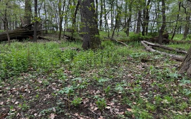 Lot 216 Thompsonville Road, McMurray, 15317, ,Farm-acreage-lot,For Sale,Thompsonville Road,1699195