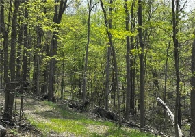26115 Jumonville Rd, Hopwood, 15445, ,Farm-acreage-lot,For Sale,Jumonville Rd,1699498