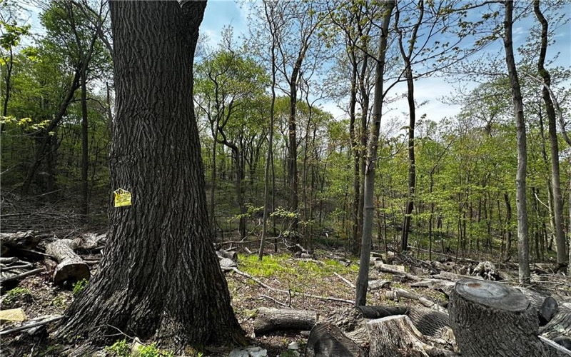 26115 Jumonville Rd, Hopwood, 15445, ,Farm-acreage-lot,For Sale,Jumonville Rd,1699498