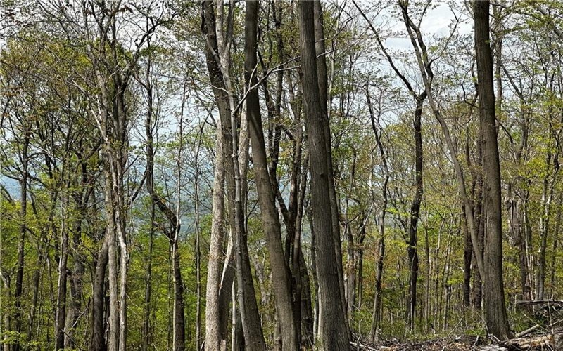 26115 Jumonville Rd, Hopwood, 15445, ,Farm-acreage-lot,For Sale,Jumonville Rd,1699498