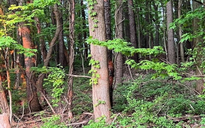 0 Jane St, Jeannette, 15644, ,Farm-acreage-lot,For Sale,Jane St,1700154