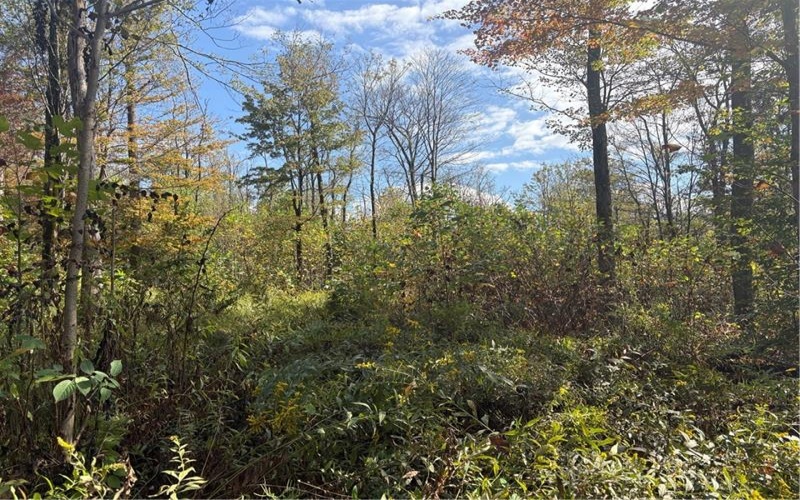 0000 County Line Rd, Champion, 15622, ,Farm-acreage-lot,For Sale,County Line Rd,1722990