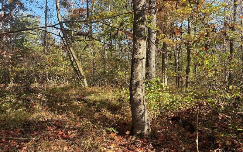 0000 County Line Rd, Champion, 15622, ,Farm-acreage-lot,For Sale,County Line Rd,1722990