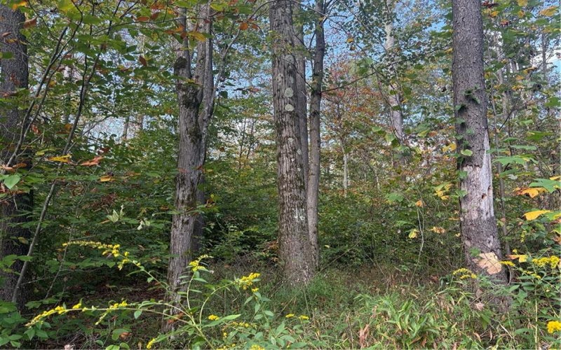 0000 County Line Rd, Champion, 15622, ,Farm-acreage-lot,For Sale,County Line Rd,1722990
