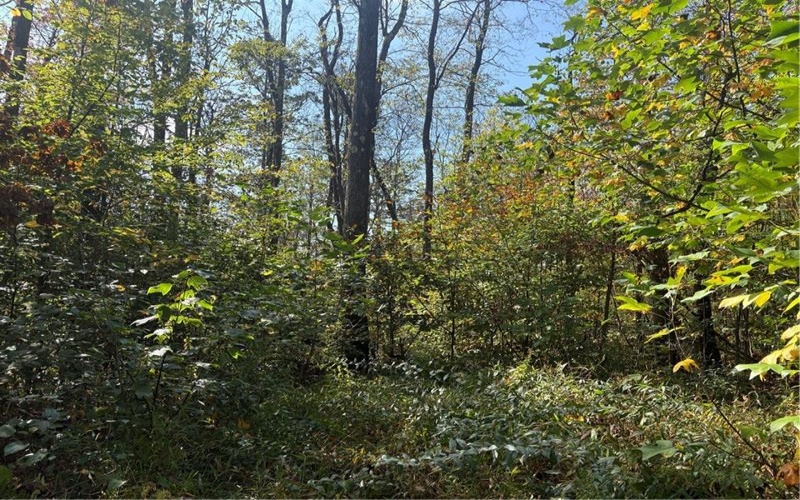 0000 County Line Rd, Champion, 15622, ,Farm-acreage-lot,For Sale,County Line Rd,1722990