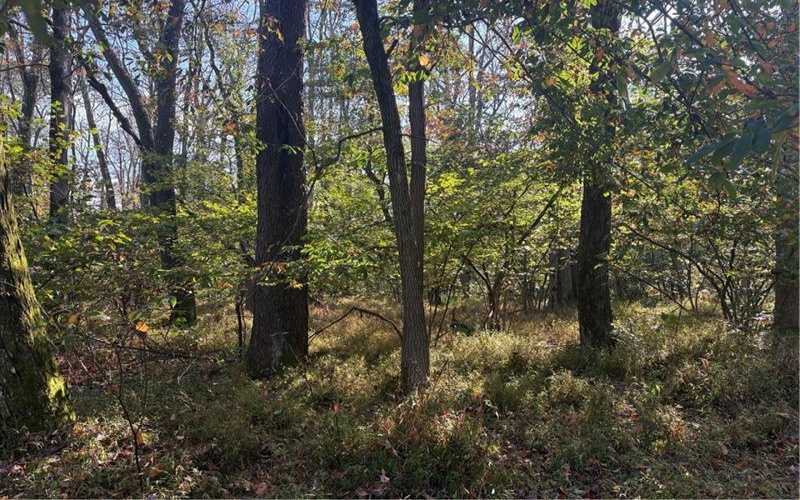 0000 County Line Rd, Champion, 15622, ,Farm-acreage-lot,For Sale,County Line Rd,1722990