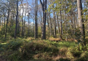 0000 County Line Rd, Champion, 15622, ,Farm-acreage-lot,For Sale,County Line Rd,1722990 0000 County Line Rd, Champion, 15622, ,Farm-acreage-lot,For Sale,County Line Rd,1722990