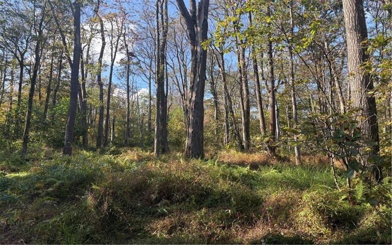 0000 County Line Rd, Champion, 15622, ,Farm-acreage-lot,For Sale,County Line Rd,1722990