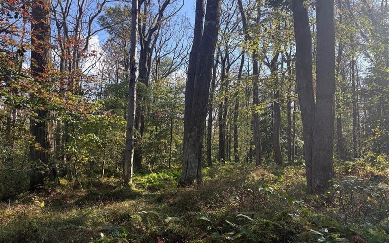 0000 County Line Rd, Champion, 15622, ,Farm-acreage-lot,For Sale,County Line Rd,1722990
