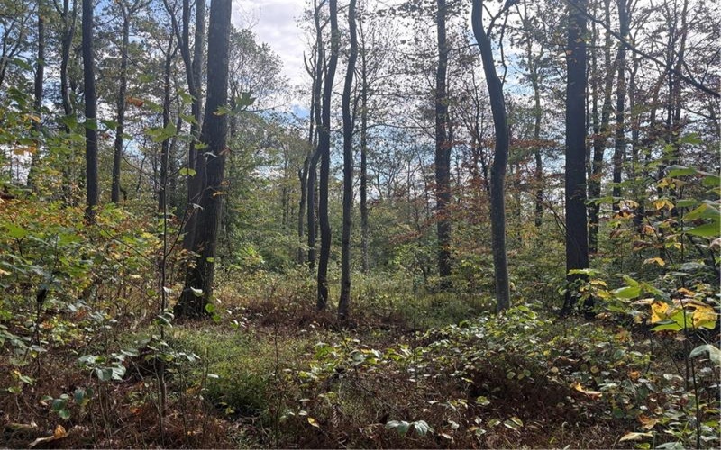 0000 County Line Rd, Champion, 15622, ,Farm-acreage-lot,For Sale,County Line Rd,1722990