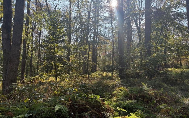 0000 County Line Rd, Champion, 15622, ,Farm-acreage-lot,For Sale,County Line Rd,1722990