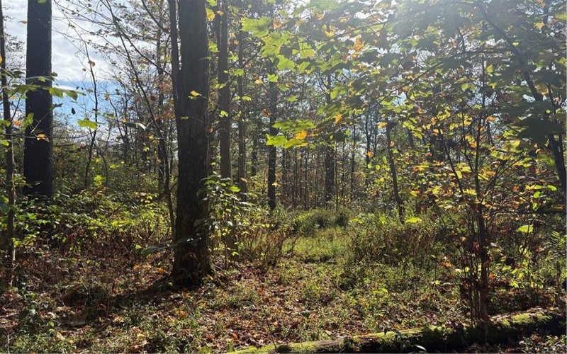 0000 County Line Rd, Champion, 15622, ,Farm-acreage-lot,For Sale,County Line Rd,1722990