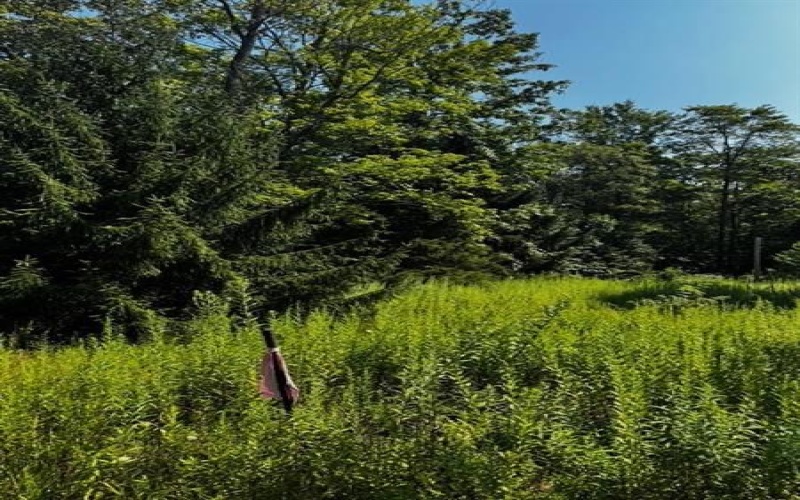 370 Old Hickory Flt, Somerset, 15501, ,Farm-acreage-lot,For Sale,none,Old Hickory Flt,1716833