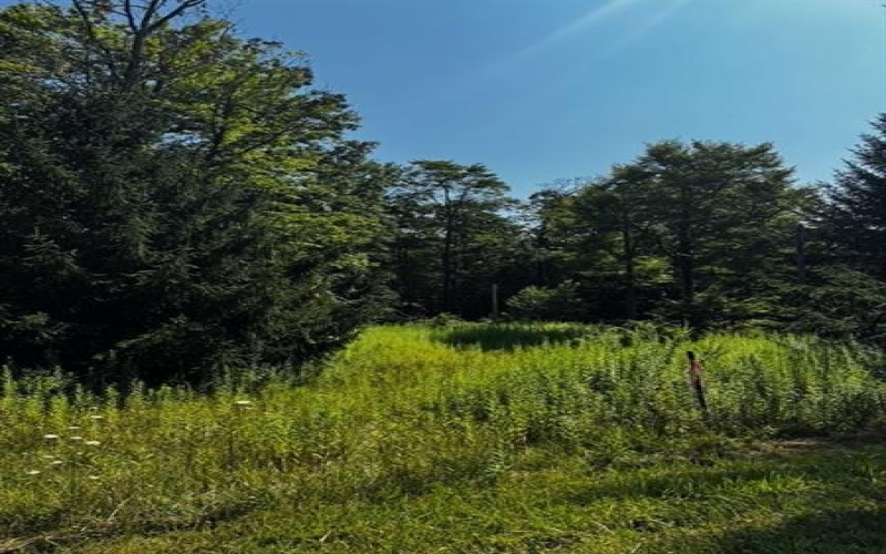 370 Old Hickory Flt, Somerset, 15501, ,Farm-acreage-lot,For Sale,none,Old Hickory Flt,1716833