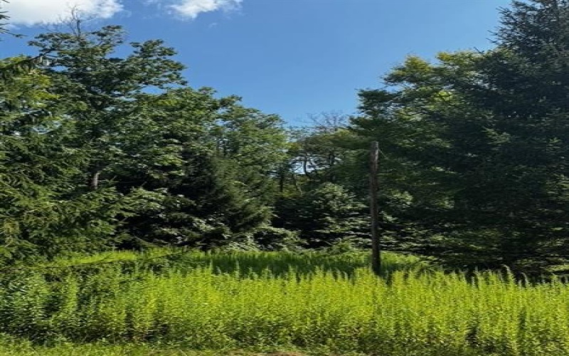 370 Old Hickory Flt, Somerset, 15501, ,Farm-acreage-lot,For Sale,none,Old Hickory Flt,1716833