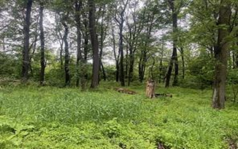 Lots 89 and 90 Laurel Summit Road, Jennerstown, 15531, ,Farm-acreage-lot,For Sale,Laurel Summit Road,1703992