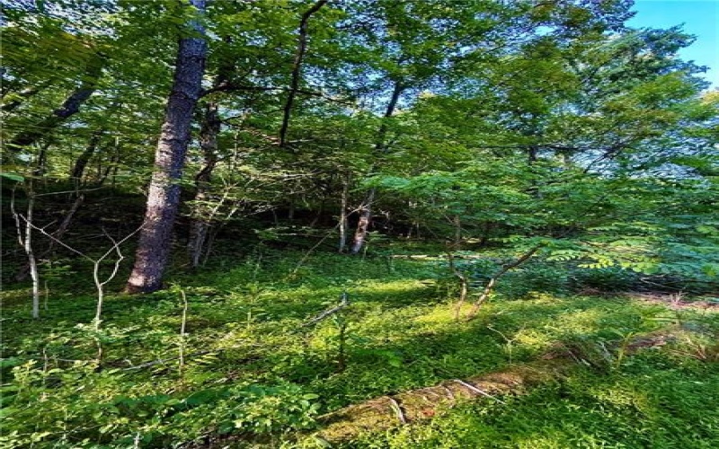 0 Nellie School Rd, Vanderbilt, 15486, 2 Bedrooms Bedrooms, ,1 BathroomBathrooms,Farm-acreage-lot,For Sale,house,Nellie School Rd,1704303