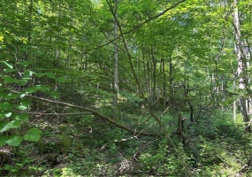 000 Fowl Hill Rd, Melcroft, 15462, ,Farm-acreage-lot,For Sale,Fowl Hill Rd,1704449