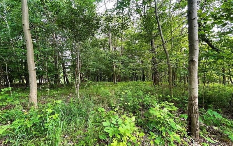 0 Broad Avenue, Central City, 15926, ,Farm-acreage-lot,For Sale,None,Broad Avenue,1718736