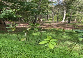 422 Red Oak Road, 422 Red Oak Road Flinton, 16640, ,Farm-acreage-lot,For Sale,Red Oak Road,1718961 422 Red Oak Road, 422 Red Oak Road Flinton, 16640, ,Farm-acreage-lot,For Sale,Red Oak Road,1718961