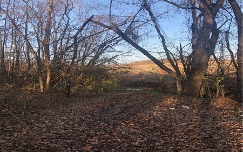 0 Steel St, Grindstone, 15442, ,Farm-acreage-lot,For Sale,Steel St,1719984