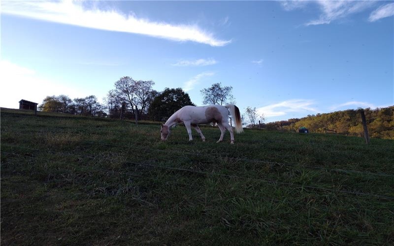 327/329 Sugar Run Road, Waynesburg, 15370, 4 Bedrooms Bedrooms, ,2.2 BathroomsBathrooms,Farm-acreage-lot,For Sale,6-stall barn, 2 run-in's,Sugar Run Road,1743268