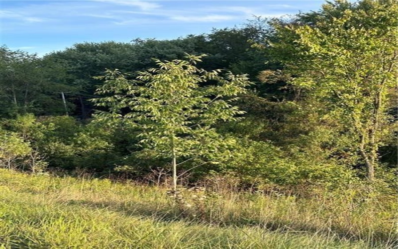 0 Elco Hill Road, California, 15419, ,Farm-acreage-lot,For Sale,Elco Hill Road,1733300
