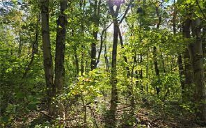 000 Lot 24 Dally Road, Long Branch, 15423, ,Farm-acreage-lot,For Sale,None,Dally Road,1727674