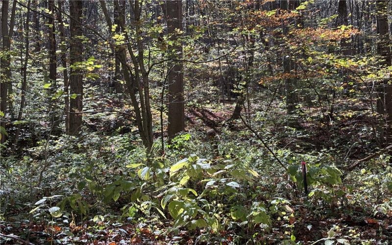Lot 1 Neals Run Road, Champion, 15622, ,Farm-acreage-lot,For Sale,Neals Run Road,1724314