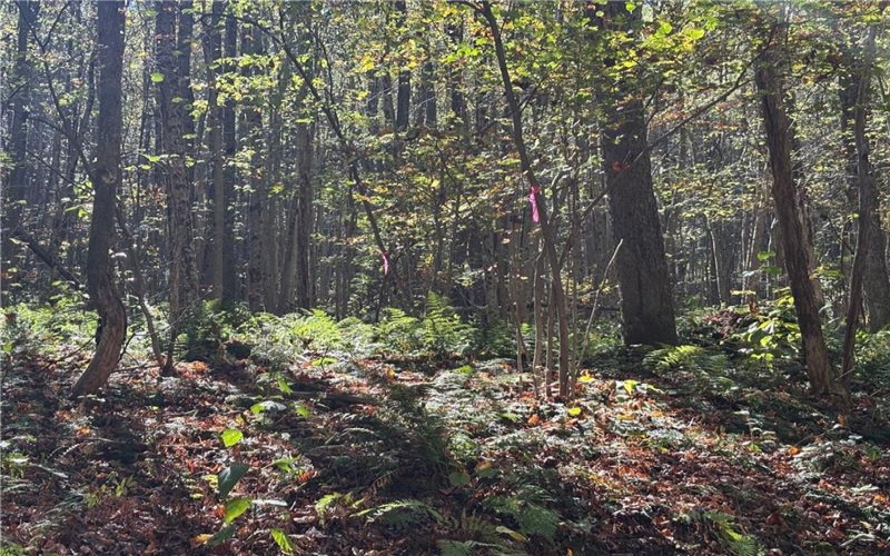 Lot 1 Neals Run Road, Champion, 15622, ,Farm-acreage-lot,For Sale,Neals Run Road,1724314