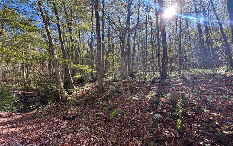 Lot 1 Neals Run Road, Champion, 15622, ,Farm-acreage-lot,For Sale,Neals Run Road,1724314