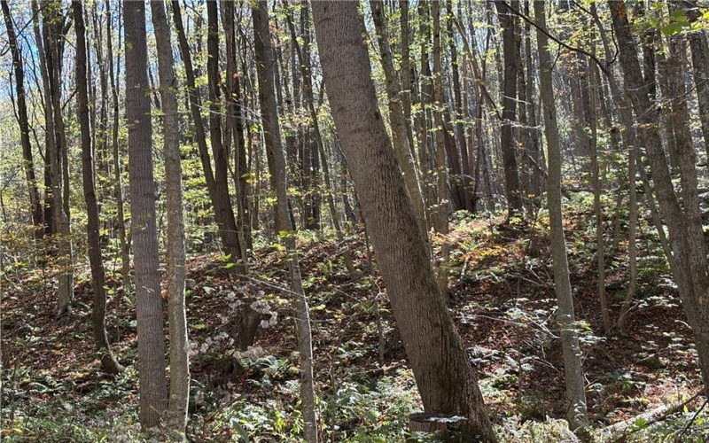 Lot 1 Neals Run Road, Champion, 15622, ,Farm-acreage-lot,For Sale,Neals Run Road,1724314