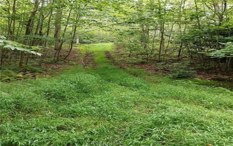 702 Shepherd Rd, Farmington, 15437, ,Farm-acreage-lot,For Sale,Shepherd Rd,1742712